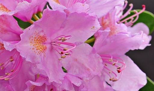 Rhododendron pink flowers